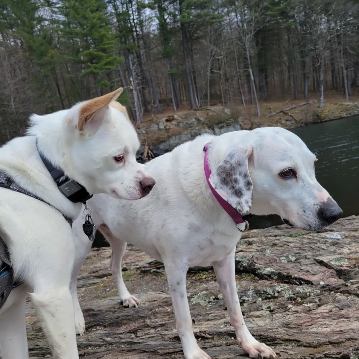 Tylor's dogs Cassie and Vidia enjoying the outdoors